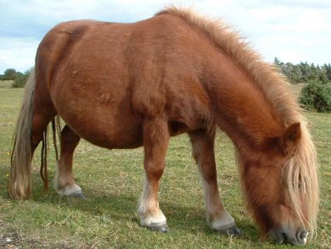 shetland-pony.jpg